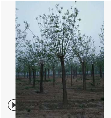 27公分大规格国槐大树价格28公分两年貌国槐树图2