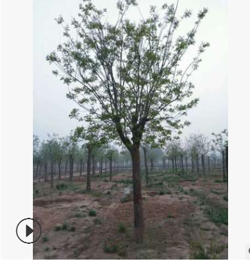 27公分大规格国槐大树价格28公分两年貌国槐树图3