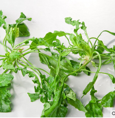 野生荠菜种子批发 大叶荠荠菜野菜种子 有机地菜四季播蔬菜种子