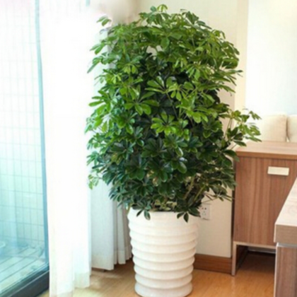 办公室 客厅大型绿色植物花卉盆栽