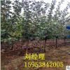 *15公分山楂树 果园直销 3公分4 5 6公分山楂树 果大丰产 山楂树