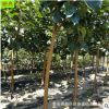 供应《大柿子树》 易管理 带土球发货 地径1 2 10公分磨盘柿子树