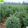 占地云杉树 青扦云杉 3米4米5米云杉树价格 成活率高 价格优惠