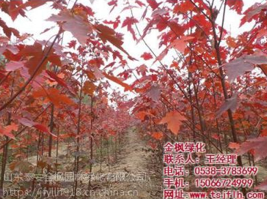 金枫绿化(在线咨询)|红点红枫|红点红枫小苗图1