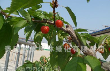 山东扦插法繁殖大樱桃苗技术，山东金枫园林公司图1