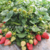 四季结果盆栽草莓苗 塞娃 红颜 章姬 奶油等品种批发 根系发达