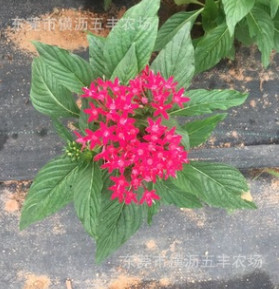 广东东莞深圳惠州时花五星花基地直供时花草花