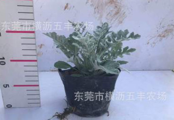 银叶菊一二年生银叶菊 大量批发多年生草花时花基地直供