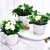 栀子花盆栽批发 自带花苞栀子花绿植 净化空气 办公桌绿植花卉