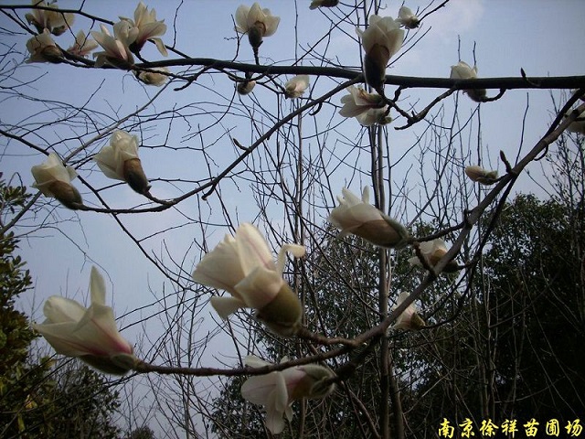供应白玉兰等多种绿化苗木图1