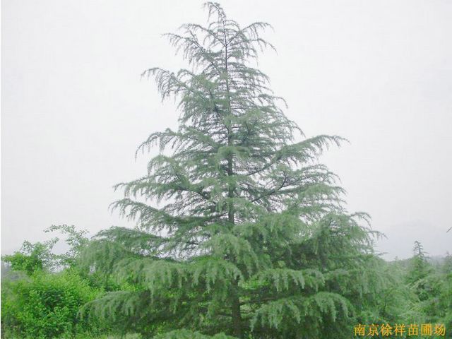 供应江苏南京雪松等多种绿化苗木图1