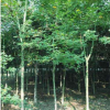 青枫2-3米截杆耐旱植物批发供应“四季”绿化苗木园林观赏