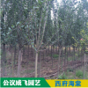 现货批发精品西府海棠乔木小苗树苗量大从优各类苗木批发
