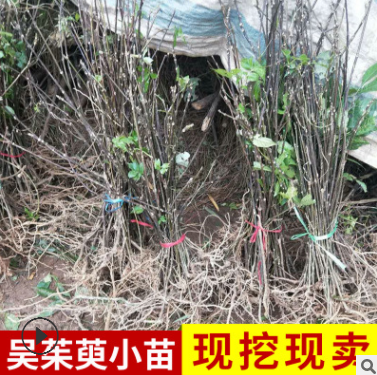 中花吴茱萸苗 正宗药材苗木批发种子扦插枝条 吴萸基地茶辣苗圃