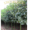 大量供应各种规格香樟