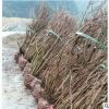 工程绿化结香球型 色块毛球规格齐全萧山基地直销