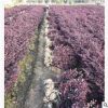 工程绿化红花继木 色块毛球袋杯 萧山基地直销一站式采购