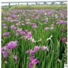 红花常绿鸢尾 水生植物基地 湿地景观工程 河道绿化净化水质处理