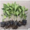 基地农户直销 绣球花 八仙花