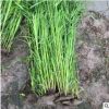 狐尾藻 水生植物基地 湿地景观工程 河道绿化净化水质处理