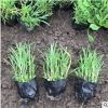 多色 草本花卉石竹多年生常绿工程花卉萧山基地直销一站式采购