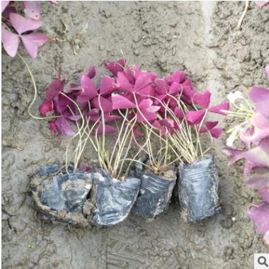 基地直销 红花炸酱草 幸运草三叶草绿化 红叶醡浆草