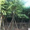 苗木红花紫荆观赏批发 漳浦马口园艺种植场 大规模紫荆花种植基地