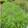 台湾相思苗木批发 批量种植生命力旺盛易成活 漳浦宏景种植基地