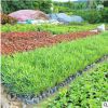 盆栽夹竹桃小苗景观树 生命力旺盛易成活苗木 宏景种植常绿灌木