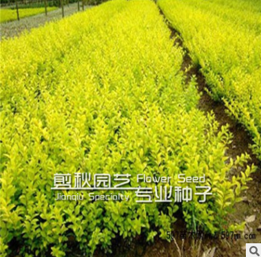 龙柏苗 龙柏树苗 造型 柏四季常青耐寒 苗圃直销量大从优图2