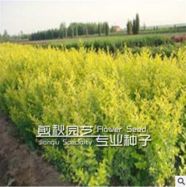 龙柏苗 龙柏树苗 造型 柏四季常青耐寒 苗圃直销量大从优图3