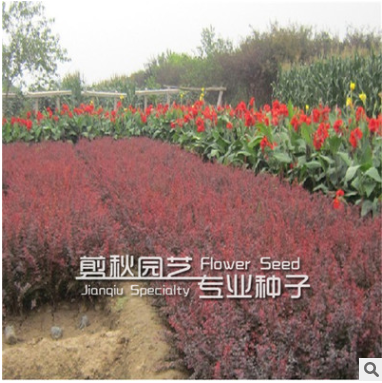 批发红叶小檗苗 绿篱用苗 规格齐全 价格从优图3