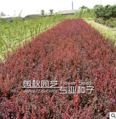 批发红叶小檗苗 绿篱用苗 规格齐全 价格从优图2