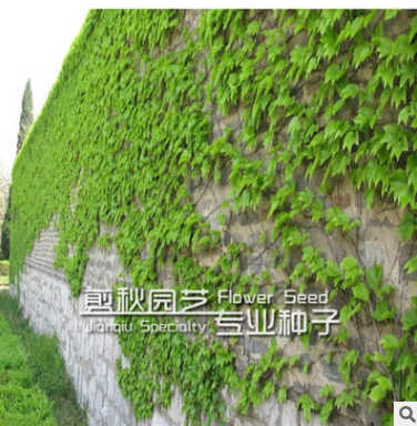 观叶棚架绿化爬山虎地被 爬藤植物 爬山虎小苗图2