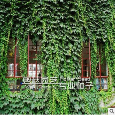 观叶棚架绿化爬山虎地被 爬藤植物 爬山虎小苗图3