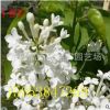 丁香苗山东丁香苗价格优质丁香苗哪里买