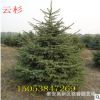 现货直供云杉 抗寒抗旱 成活好云杉基地现挖现卖 量大优惠