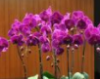 上海闵行绿亮花博园蝴蝶兰比网购便宜一半