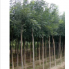 国槐、供应国槐