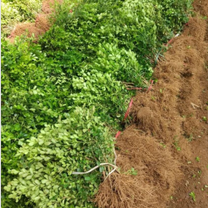 瓜子黄杨 鄢陵瓜子黄杨 0.4-0.6米