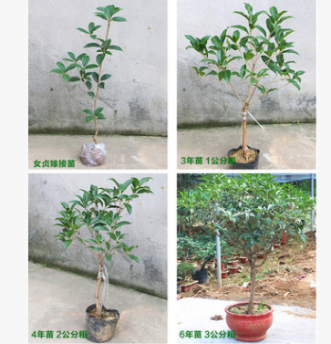 四季桂花树苗 桂花苗 丹桂 金桂 沉香桂 银桂图2