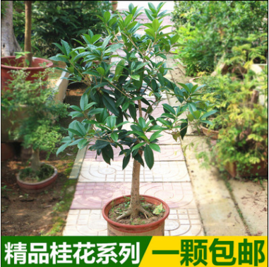 四季桂花树苗 桂花苗 丹桂 金桂 沉香桂 银桂图1