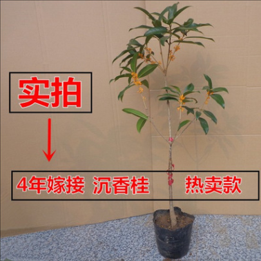 四季桂花树苗 桂花苗 丹桂 金桂 沉香桂 银桂图3