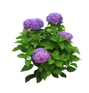 丁香花树苗庭院绿化植物盆栽地栽紫丁香树苗当年开花浓香花卉植物图1