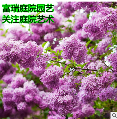 丁香花树苗庭院绿化植物盆栽地栽紫丁香树苗当年开花浓香花卉植物图2