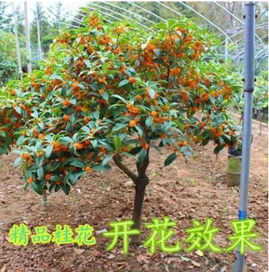 嫁接桂花树苗盆栽丹桂金桂四季桂沉香桂室内阳台庭院浓香型桂花苗图2