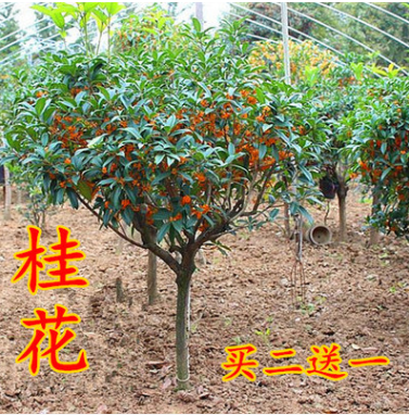 嫁接桂花树苗盆栽丹桂金桂四季桂沉香桂室内阳台庭院浓香型桂花苗图1