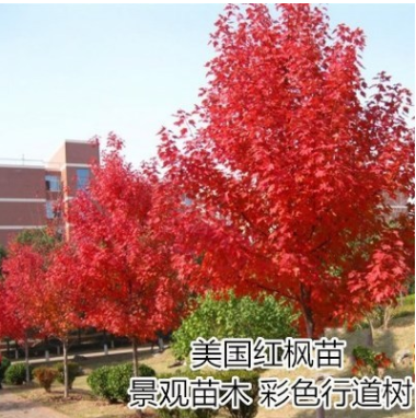 美国红枫树苗红冠日本红枫苗地栽庭院绿化苗木观赏风景树行道树苗图1