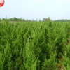 供应龙柏 苗木树苗树形好 绿化苗木