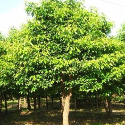 香樟 现货出售香樟树苗 绿化苗木 行道树苗移植苗 绿化树